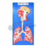 Respiratory System Model STEM Science Lab Demonstration Model